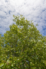 birch tree with green foliage in windy weather