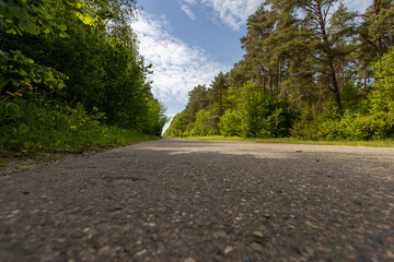 Fototapeta premium a country road of good quality in spring in a deciduous forest