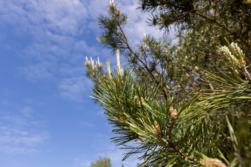 pine details during flowering in windy weather