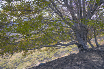 Summer landscape of Etna volcano, Sicily, Italy. Beautiful Travel photography	

