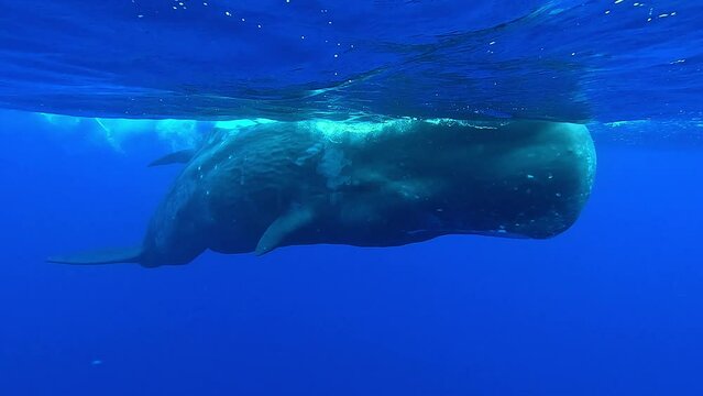 Close-up frontal view of a mother sperm whale passing close to the camera with her juvenile daughter. Check my gallery for exceptional sperm whale footages.