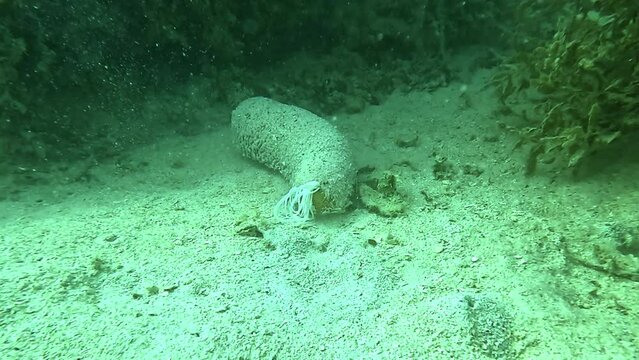 Sea cucumber ejecting its internal organs, known as Cuvierian tubules, as a defense mechanism. Part of a collection of videos showcasing unique marine animal behaviors.