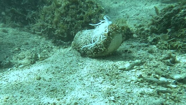 A sea cucumber ejecting its internal organs, known as Cuvierian tubules, as a defense mechanism. Part of a collection of videos showcasing unique marine animal behaviors.