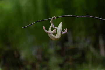 photograph of chameleon hanging in the branch