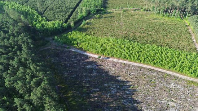 Forest Reforestation Efforts for Sustainability