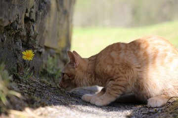 Gato mirando un flor