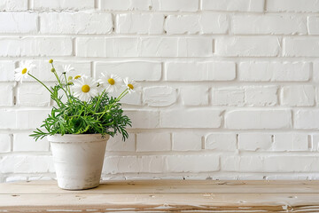 A chamomile in a pot on an empty wall stands on an table.White aesthetic photo image capturing the simplicity of a tiny flower on a pastel background, creating an aesthetic canvas for meaningful text.