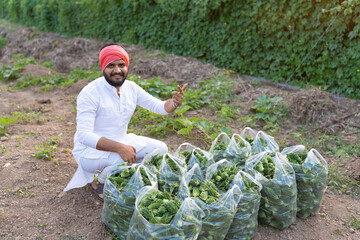 Indian farmer at bitter gourd agriculture field 