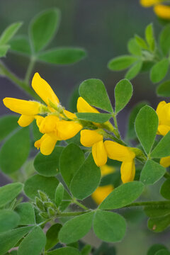 Vertical closeup on the yellow flowers of the French Broom shrub, Genista monspessulana, in South Oregon