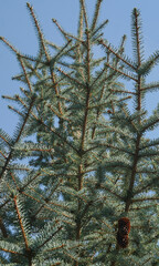 White spruce branches