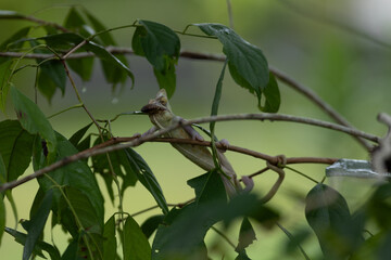 photograph of chameleon hanging in the branch