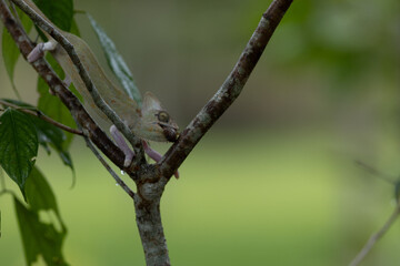 photograph of chameleon hanging in the branch