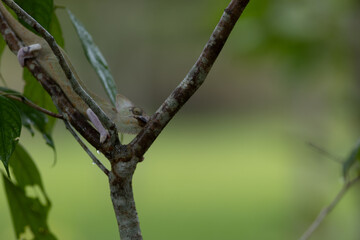 photograph of chameleon hanging in the branch