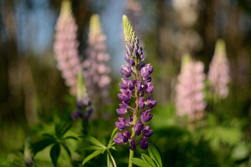Blooming wildflowers, walking in the fields.