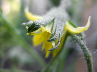 A close-up of a tomato flower. Vegetable growing concept,gardening, vegetable gardening, vegetable garden