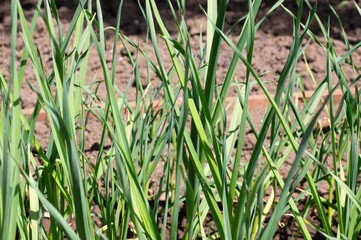 Garlic grows in the garden bed.