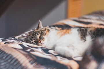 Fototapety na wymiar - Fototapeta24.pl