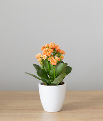 Kalanchoe in  white flower pot on  wooden shelf against  gray wall