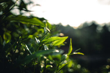 Green tea leaves and natural evening light