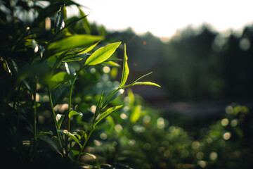 Green tea leaves and natural evening light