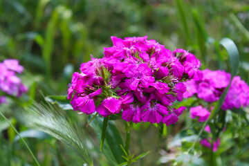 pink carnation flowers on a blurred green background