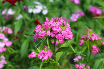 pink carnation flower on blurred background