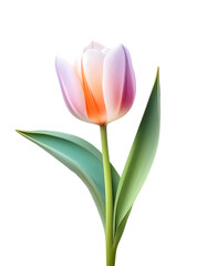 Naklejka premium Single Orange and Pink Striped Tulip Flower on Transparent Background