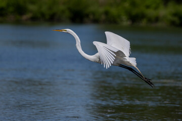 Great Egret flying over pond