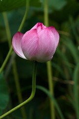 pink lotus flower