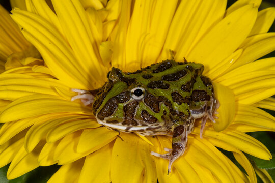 Green Pacman Frog on yellow flower (Ceratophrys cranwelli )
