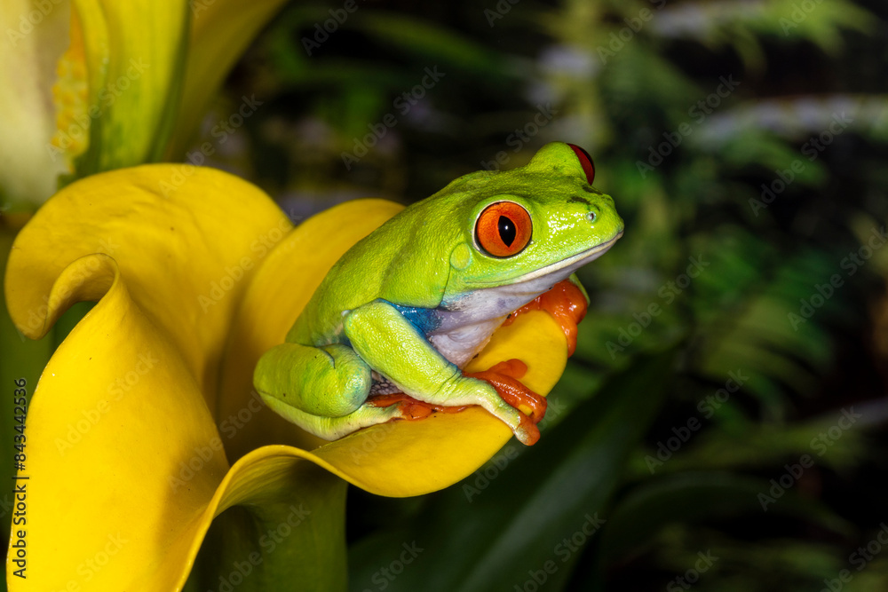 Wall mural Red-eyed Green Tree Frog on Yellopw Flower