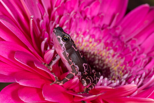 Purple Harlequin Toad (Atelopus barbotini)