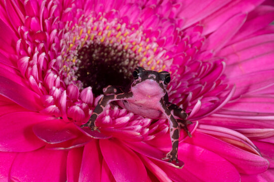 Purple Harlequin Toad (Atelopus barbotini)