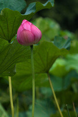 pink lotus flower
