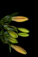 Fototapeta premium Unopened flower blooms with reflection