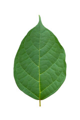 single green leaf picture Isolated on white background with copy space