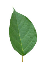 single green leaf picture Isolated on white background with copy space