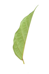 Obraz premium single green leaf picture Isolated on white background with copy space