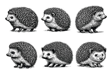 set of hedgehog illustration. hand drawn black and white hedgehog line art illustration, isolated white background © Nurjen