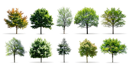 Fototapeta premium Collection of Trees isolated on a white background