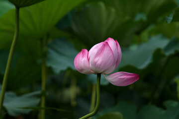 Obraz premium pink lotus flower