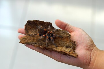 the beauty of tarantulas as pets