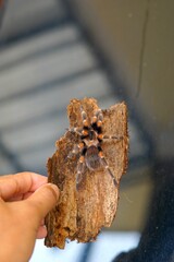 the beauty of tarantulas as pets