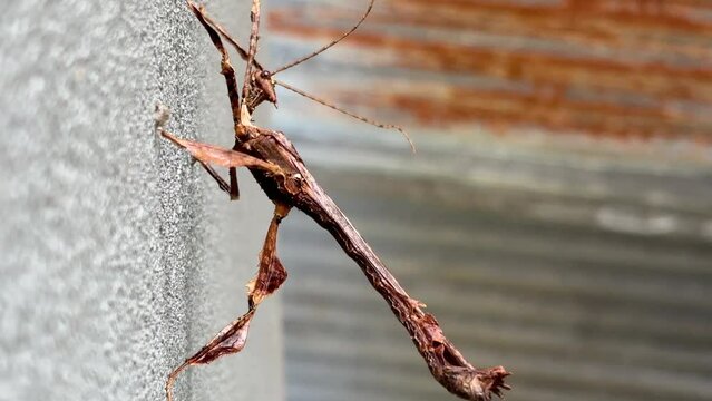 Stick insect ( Extatosoma tiaratum )