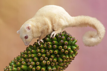 An albino sugar glider is preying on a grasshopper. This marsupial animal has the scientific name...