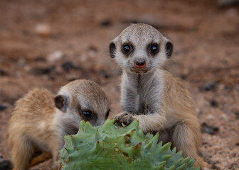 Baby meerkats playing with a gemsbok cucumber