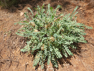 A species of astragalus on the slopes of the pine forest in the Mediterranean nature