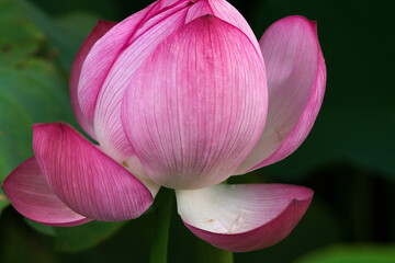 pink lotus flower