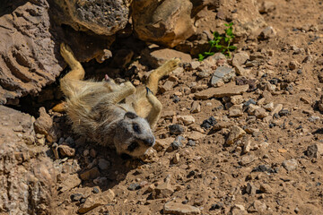 Obraz premium meerkat lies on the ground 