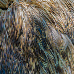 background pattern gray ostrich feathers